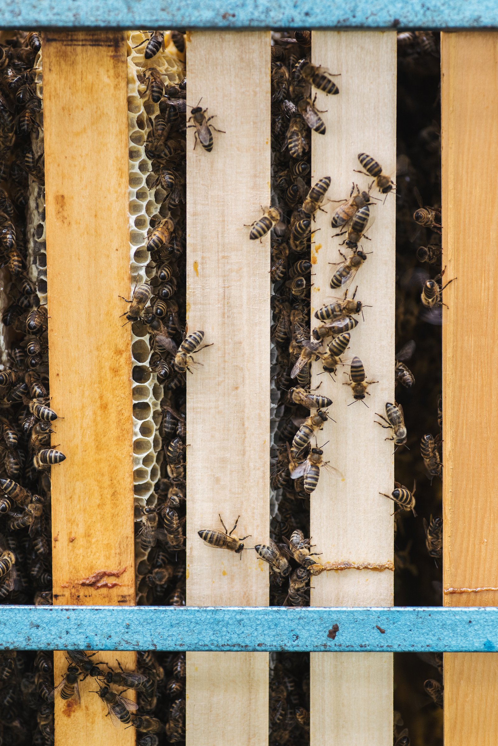 Imkerei Buebiker – Blick auf den Bienenstock